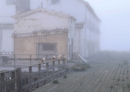 Old, weathered building on the pier with numerous kittiwakes (Rissa tridactyla) in monochrome
