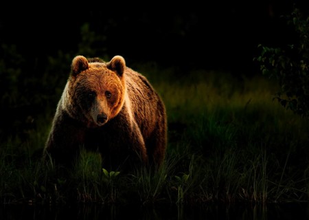 A brown bear (Ursos arctos) in a dark forest under night light, Karelia, Finland