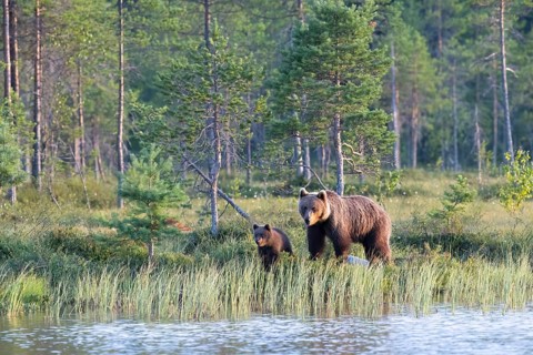 Mother brown bear (Ursos arctos) with cub on the bank of a water body in a natural forest