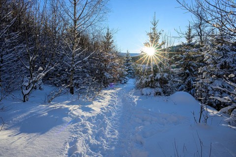 Ilsenburg, Saxony-Anhalt, Germany, A snowy path in a sunlit winter forest on the Ilse river in the