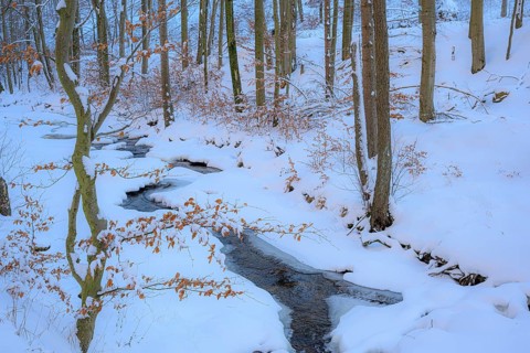 Ilsenburg, Saxony-Anhalt, Germany, A narrow stream that snakes through a snow-covered forest on the