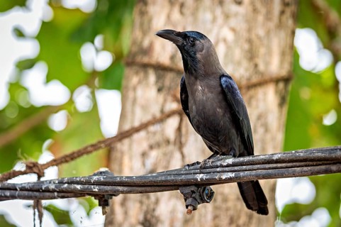 A single crow sits on a branch in front of a tree, The Shining Crow in Colombo Sri Lanka (Corvus