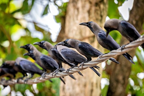 Several crows sitting on a branch between green trees, the atmosphere is lively and natural, The