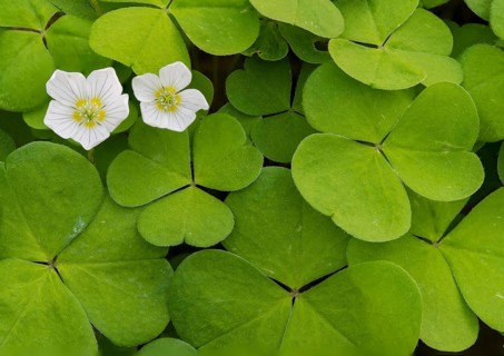 Dense arrangement of green clover leaves Wood sorrel (Oxalis acetosella) with small white flowers