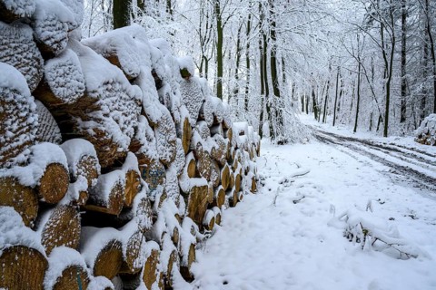 Hilter am Teutoburg Forest, Lower Saxony, Germany, Snow-covered pile of wood along a forest trail