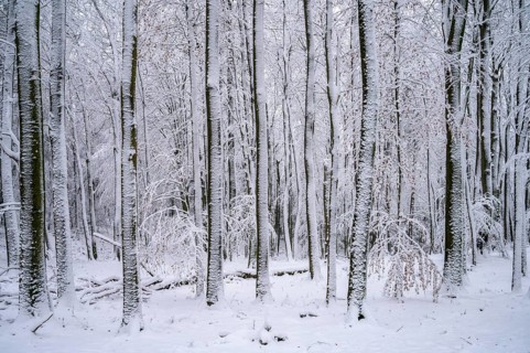 Snowy forest with tall, slender trees, quiet winter atmosphere, Teutoburg Forest, Lower Saxony,
