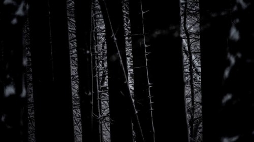 Dark forest forest with silhouettes of conifers and a mysterious light show, Teutoburg Forest,
