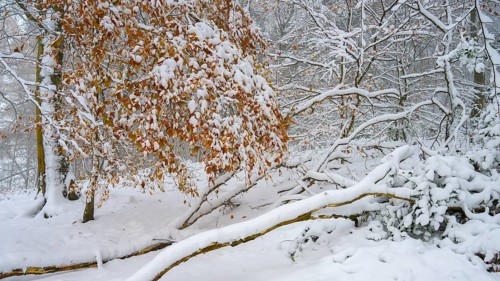 Snowy winter forest with snow-covered trees and branches, snow-covered trees with brown leaves in a