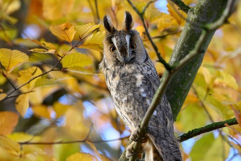 A long-eared owl (Asio otus) sits attentively on a branch with erect feather ears amidst the yellow