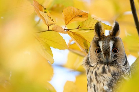 A long-eared owl (Asio otus) sits attentively on a branch amidst the yellow autumn leaves of a