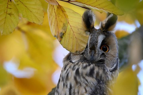 A long-eared owl (Asio otus) sits attentively on a branch with its feathered ears erect amidst the