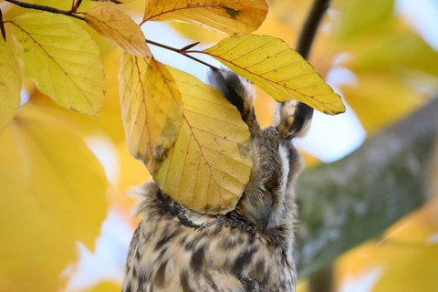 A long-eared owl (Asio otus) sitting attentively on a branch amidst the yellow autumn leaves of a
