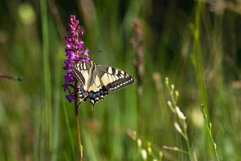 Swallowtail (Papilio machaon), on Gymnadenia conopsea (Gymnadenia conopsea), Upper Bavaria, Germany