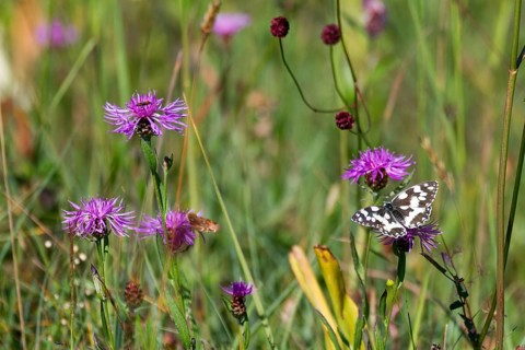 Checkerspot butterfly (Melanargia galathea), on flowering meadow with meadow knapweed (Centaurea