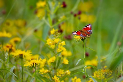 Peacock butterfly (Inachis Io) on a yellow flower in a flower meadow, Upper Bavaria, Germany