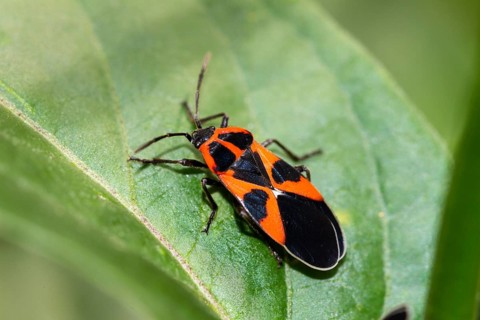 Ground bug (Tropidothorax leucopterus), Upper Bavaria, Germany
