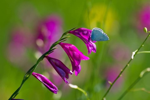 Swamp gladiolus (Gladiolus palustris) with pale blue (Celastrina argiolus), Upper Bavaria, Germany