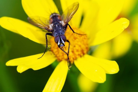 Caterpillar fly, (Eriothrix rufomaculatus), on yellow flower, Upper Bavaria, Germany