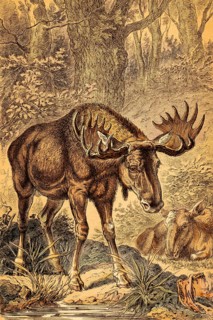 Male and female moose (Alces alces) or elk, Nordic countries, forest, water, antlers or shovel,
