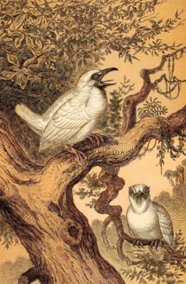 Male Cotinga (Procnias albus), white coloured, plumage, feather, eye, side view, frontal, tree,