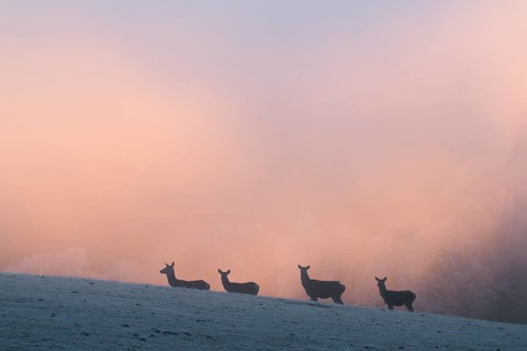 Four female red deer (Cervus elaphus) stand on a snow-covered meadow at sunrise, with dense,