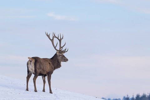 A red deer stag (Cervus elaphus) stands on a snow-covered meadow on a cold day. In the background
