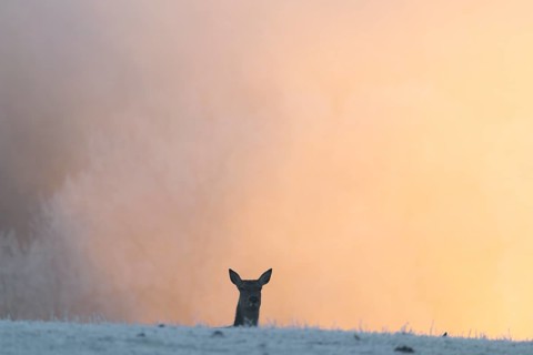 A female red deer (Cervus elaphus) stands behind a hill on a snow-covered meadow at sunrise and