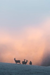 Four female red deer (Cervus elaphus) stand on a snow-covered meadow at sunrise, with dense,