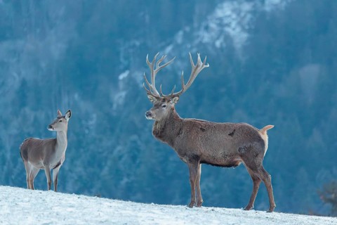 A red deer stag (Cervus elaphus) runs across a snow-covered meadow on a cold day. A female red deer