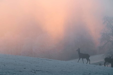 A female red deer (Cervus elaphus) stands on a snow-covered meadow at sunrise, with dense, colorful