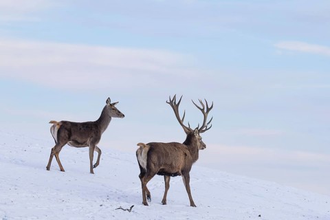 A male and a female red deer (Cervus elaphus) run across a snow-covered meadow on a cold day. In