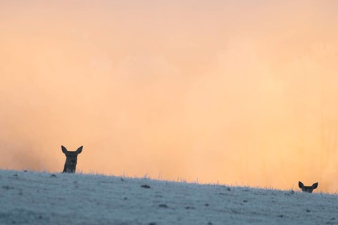 Two female red deer (Cervus elaphus) stand behind a hill on a snow-covered meadow at sunrise and