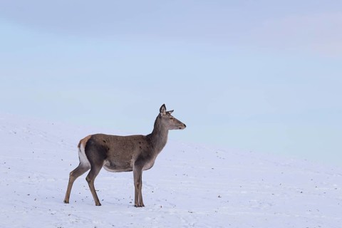 A female red deer (Cervus elaphus) stands on a snow-covered meadow on a cold day. In the background