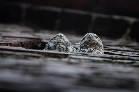 Two young little owls (Athene noctua) peering attentively out of an opening in a wall,
