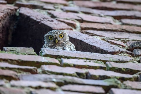 A young little owl (Athene noctua) looks attentively out of an opening in a wall, Wiehengebirge,