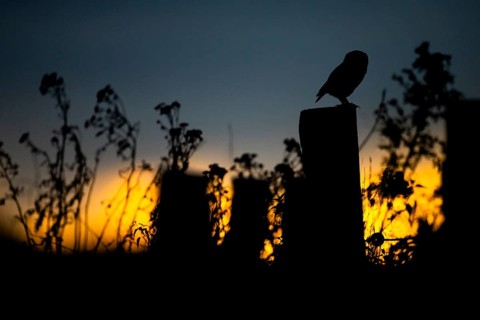 The silhouette of a stonecrop (Athene noctua) sitting on a willow pole in front of a dramatic