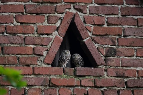 Two young little owls (Athene noctua) sitting in a triangular window of a brick wall and looking