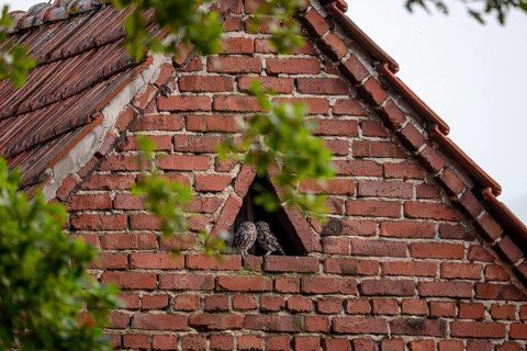A little owl (Athene noctua) sits in the triangular window of an old brick building wall,