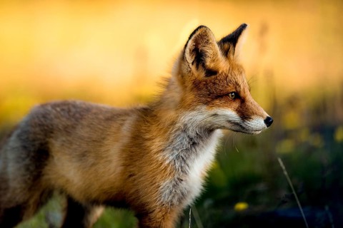 A fox (Vulpes vulpes) looking sideways in nature at golden sunset, Norway