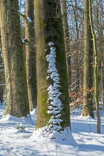 Snow, tree trunks, winter, Sieversen, Samtgemeinde Rosengarten, Lower Saxony, Germany