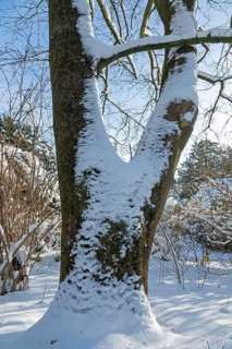 Snowy tree trunk, winter, snow, Sieversen, Samtgemeinde Rosengarten, Lower Saxony, Germany