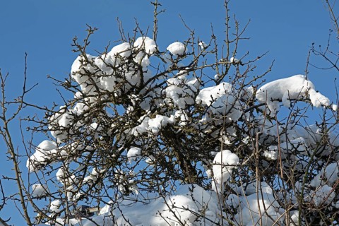 Snowy branches, winter, snow, Sieversen, Samtgemeinde Rosengarten, Lower Saxony, Germany