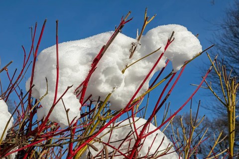 Snowy colorful branches, winter, snow, Sieversen, Samtgemeinde Rosengarten, Lower Saxony, Germany