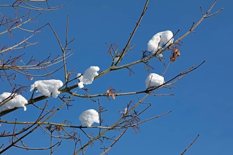Snowy branches, winter, snow, Sieversen, Samtgemeinde Rosengarten, Lower Saxony, Germany