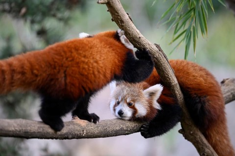 Karlsruhe, Baden-Württemberg, Germany, Two red pandas (Ailurus fulgensI) playing with each other on