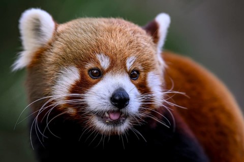 Red panda (Ailurus fulgens) with playful facial expression and visible tongue, captive, Zoo,