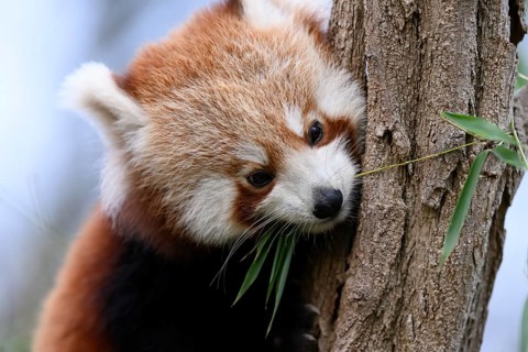 A red panda (Ailurus fulgens) looks down cutely from a tree, captive, Zoo, Karlsruhe,