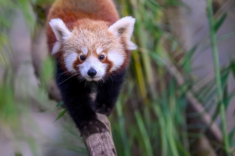 Dynamic image of a red panda (Ailurus fulgens) balancing on a wooden beam, captive, zoo,