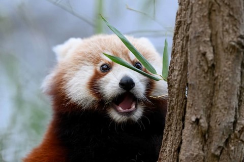 Surprised red panda (Ailurus fulgens) next to bamboo leaves on a treeAilurus fulgensSüdweststadt,