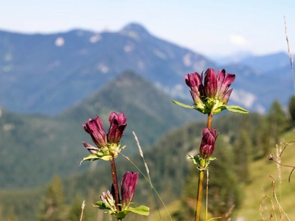 Hungarian gentian (Gentiana pannonica), flowers, Tegernsee mountains, Alps, Upper Bavaria, Germany